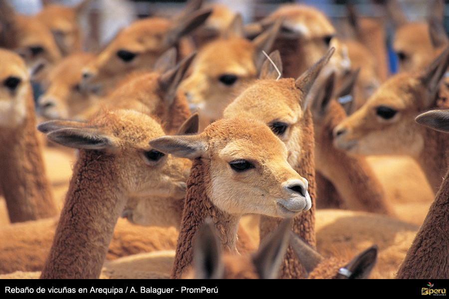 Reserva de Vicuñas
