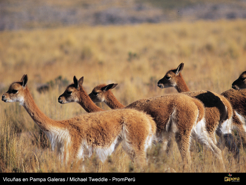 Pampas Galeras